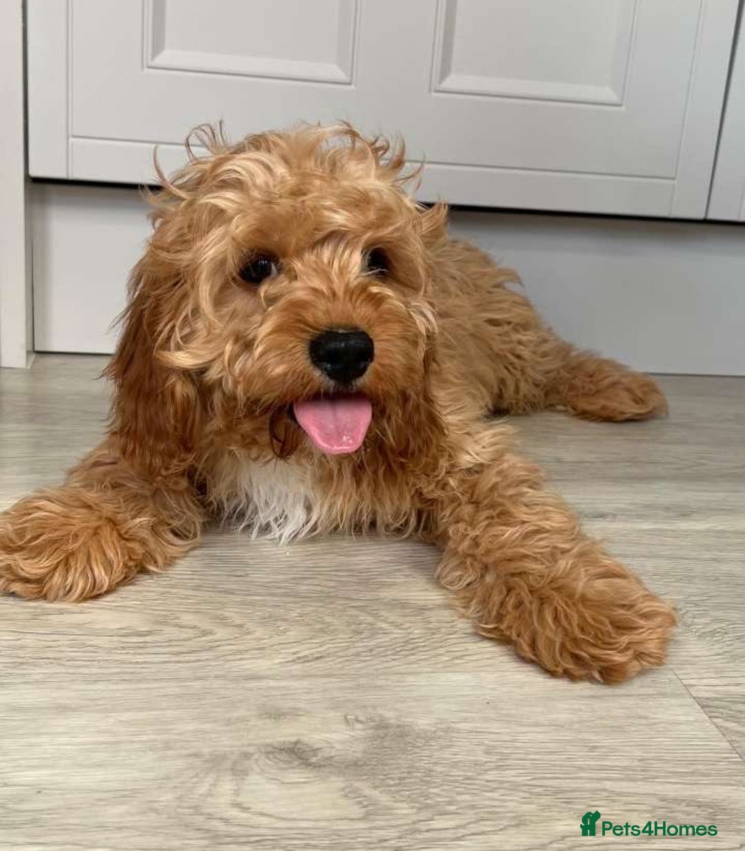 Cavapoo dogs for sale: Cavapoo - Image 1