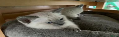 Blue Point Ragdoll