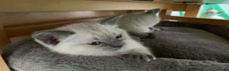 Ragdoll cats for sale: Male/Female Kitten Looking for a Loving  Home in Newport Pagnell - Advert 18