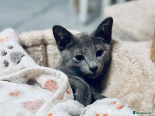 Russian Blue cats **Pure Breed Russian Blue Kittens** - Advert 7