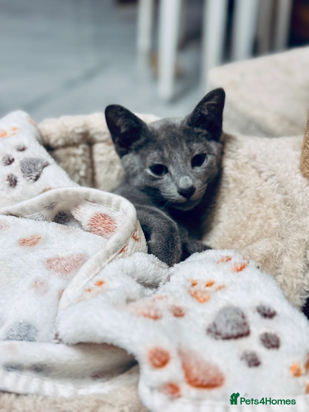 Russian Blue cats for sale: **Pure Breed Russian Blue Kittens** - Advert 1