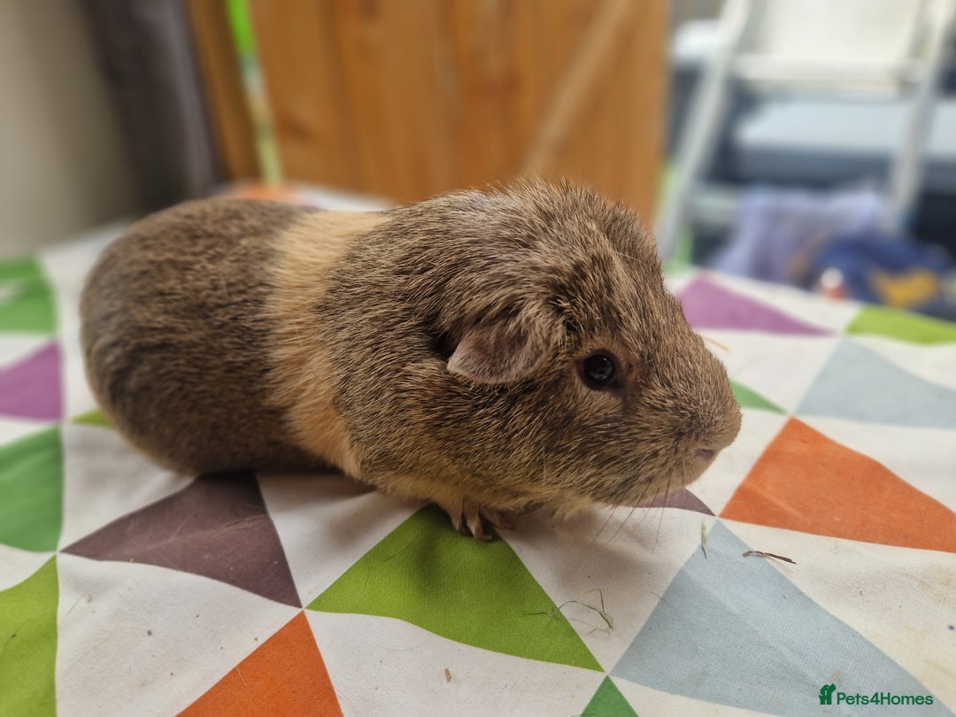 Guinea Pig rodents for sale: Neutered single boy guineapigs  - Image 4