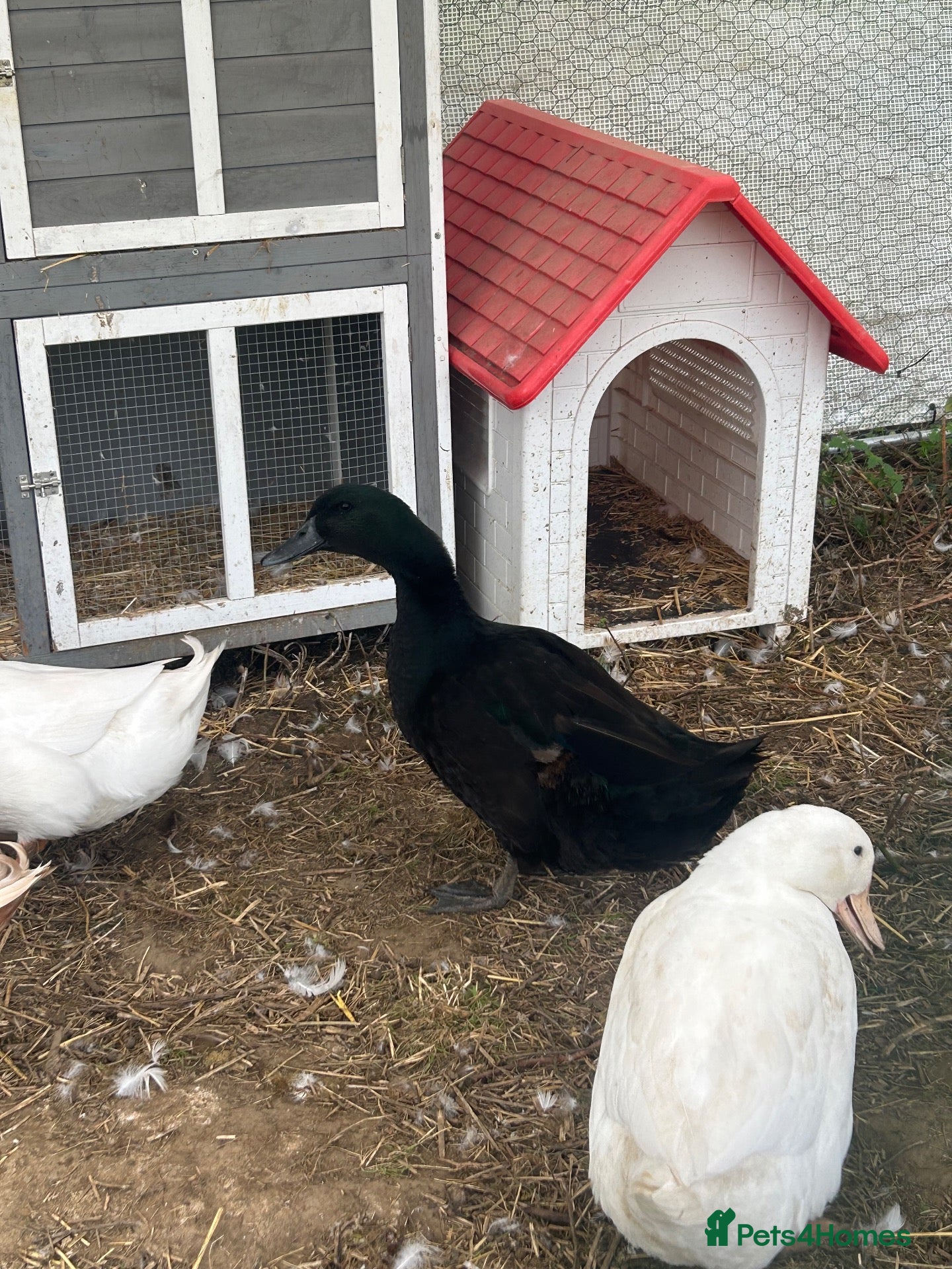 Ducks poultry Cayuga drake  - Advert 1
