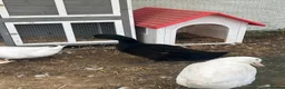 Ducks poultry for sale: Cayuga drake  - Advert 1