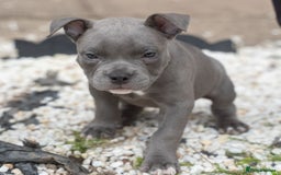 American Bully dogs for sale: ABKC Registered Pocket Bully Puppies in Wolverhampton - Image 9