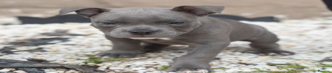 American Bully Puppy 6