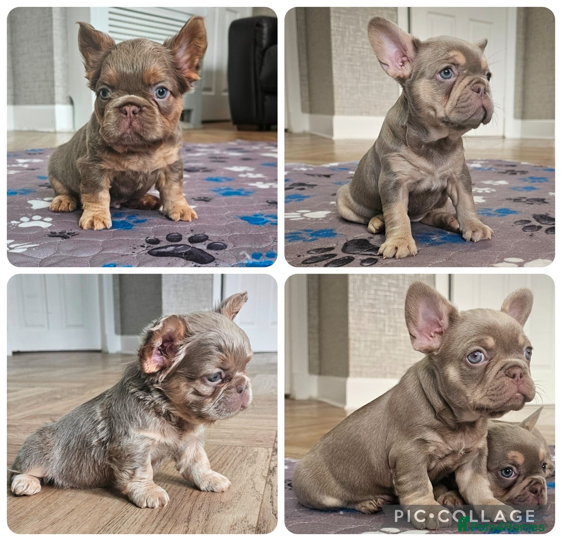 French Bulldog dogs French bulldog pups - Advert 18