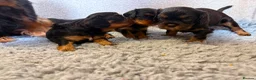 Cavalier King Charles Spaniel dogs for sale: Kc registered Cavalier King Charles puppies  in Chesterfield - Advert 4