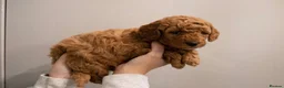 Cavapoo dogs for sale: Red cavapoo puppies in Birmingham - Advert 6