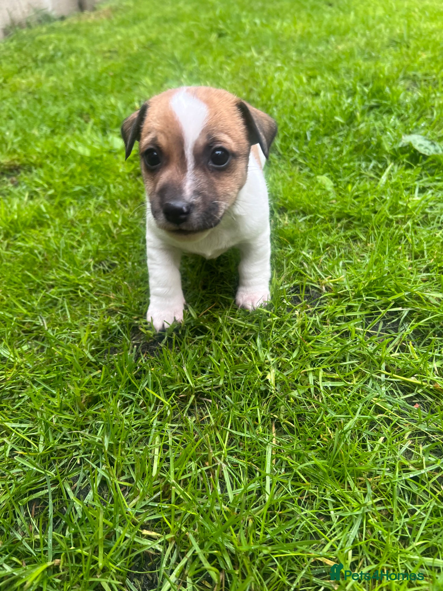 Jack Russell dogs Pure Bread Jack Russell Terrier  - Advert 1