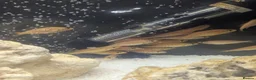 Cichlids fish for sale: African cichlid fish for sale  in Liverpool - Advert 4