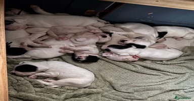 Mixed Breed dogs - Advert 6