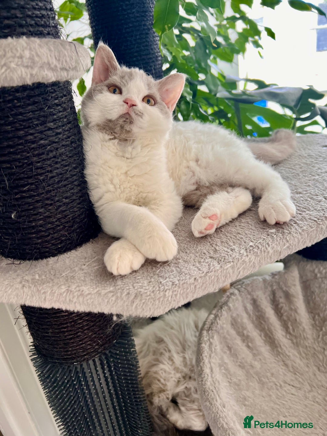 Selkirk Rex cats for sale: Gorgeous Selkirk Rex kittens - Image 7