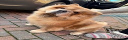 Chow Chow dogs for sale: Smooth coat lilac male pups. - Advert 8