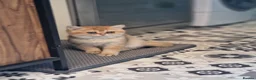 British Shorthair cats for sale: Stunning British Shorthair Golden Chinchilla - Advert 10