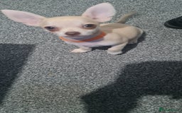 Chihuahua dogs for sale: 1 little boy left - Image 6
