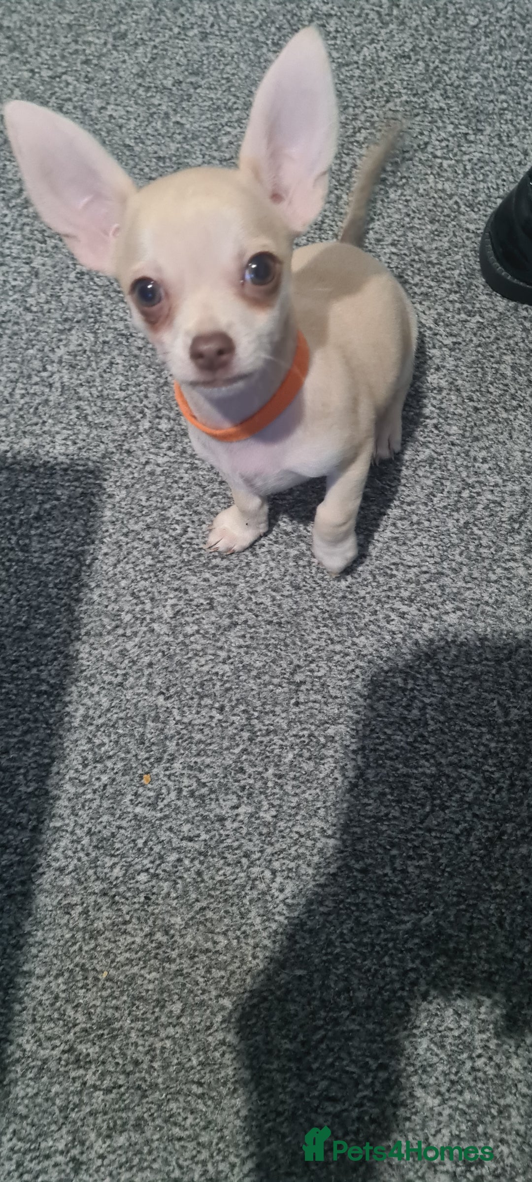 Chihuahua dogs for sale: 1 little boy left - Image 6