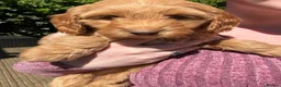 Australian Labradoodle dogs for sale: *READY TO GO* 💕Australian Labradoodle Puppies💕 - Advert 12