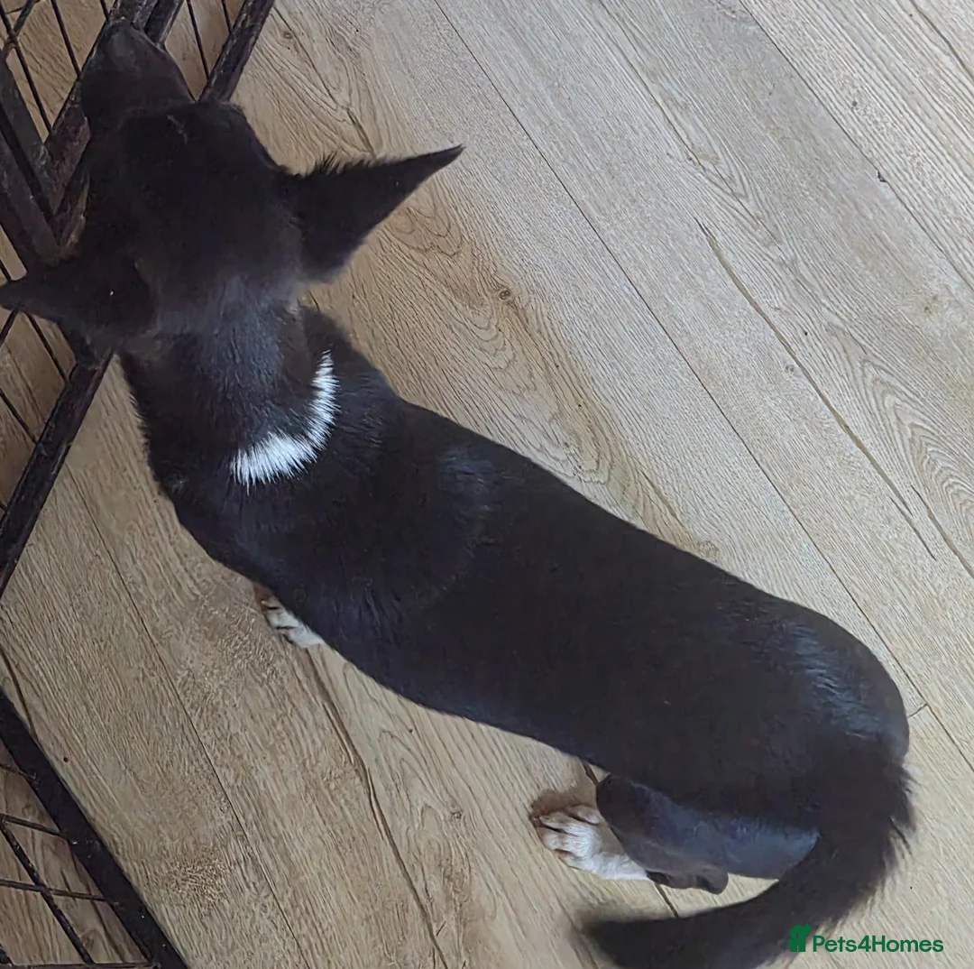 Mixed Breed dogs for sale: Italian greyhound/papillon cross in Wellingborough - Advert 10