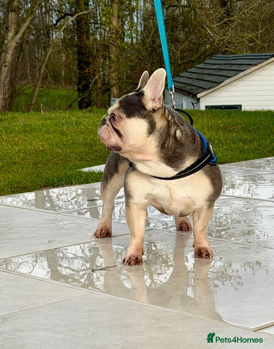 French Bulldog dogs for stud: BalooBear for studding - Advert 2