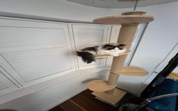 Ragdoll cats for sale: Two Show-Quality Cats Seeking Loving Homes - Image 16