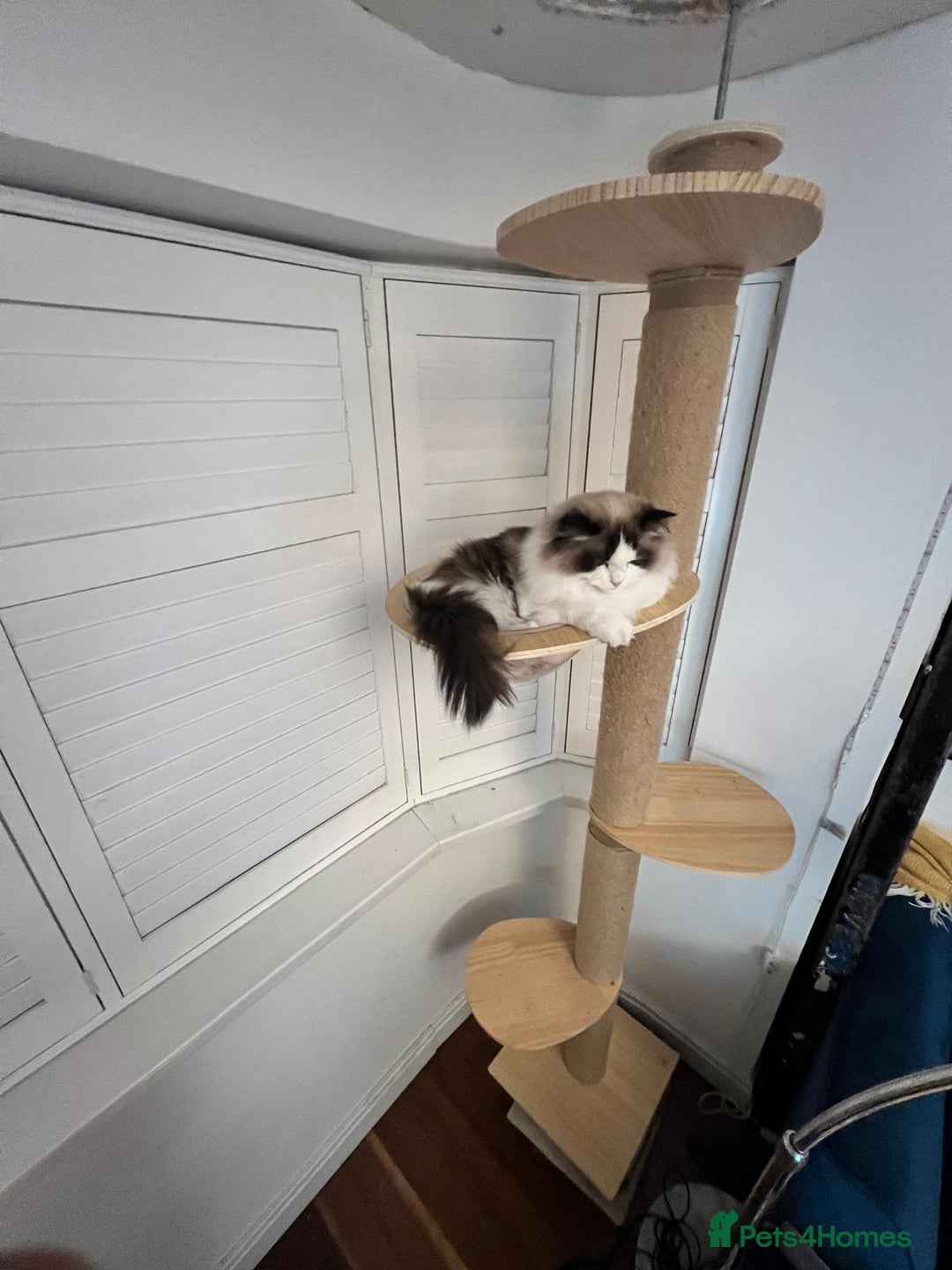 Ragdoll cats for sale: Two Show-Quality Cats Seeking Loving Homes - Image 16