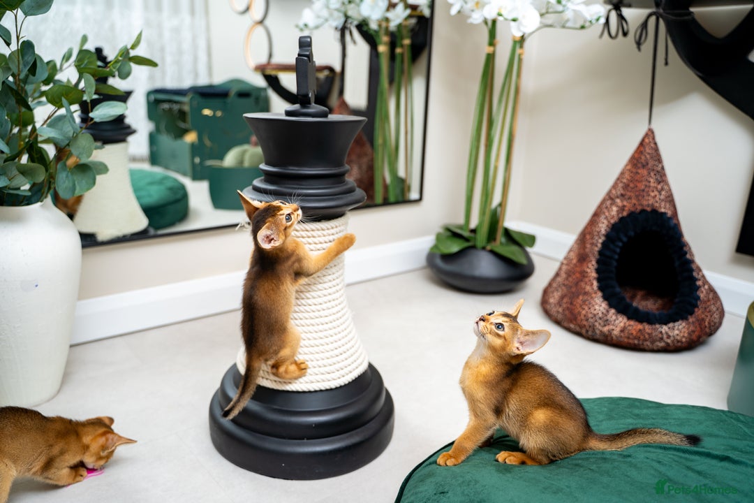 Abyssinian cats for sale: Elegant Abyssinian Kittens Champion Lines 🏆 🥇  - Image 29