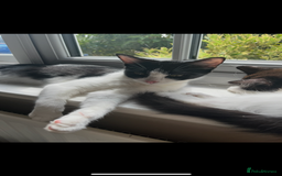 Turkish Van cats for sale: Beautiful Cats for sale  - Image 5