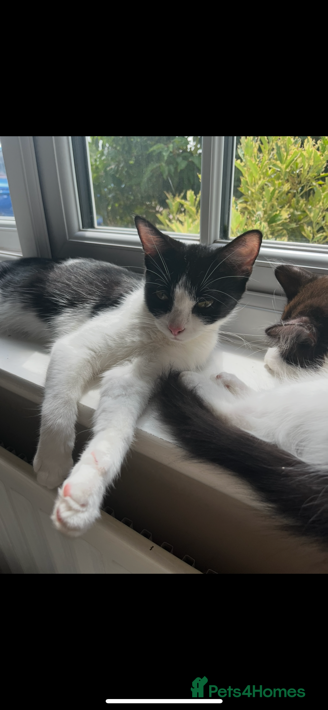 Turkish Van cats for sale: Beautiful Cats for sale  - Image 5