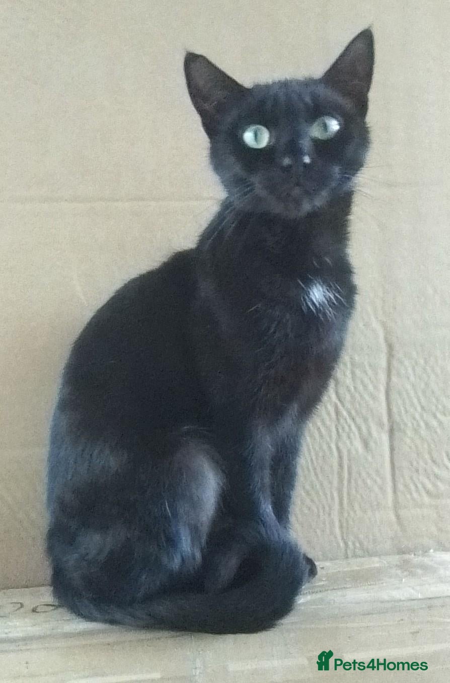 Domestic Shorthair cats Black female cat - Advert 2