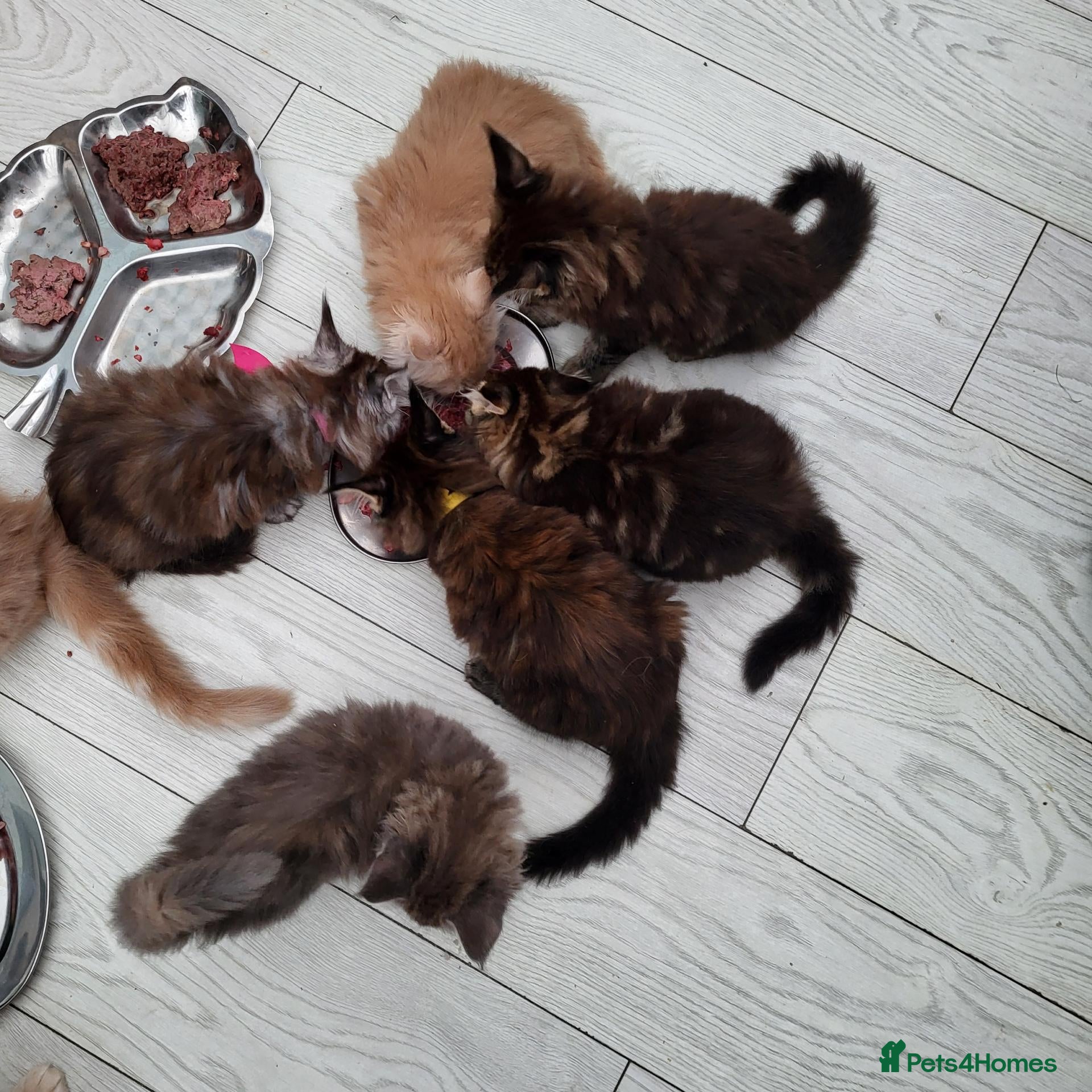 Maine Coon cats Pedigree Maine Coon kittens - Advert 1