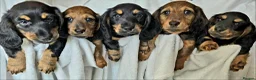 Miniature Dachshund dogs for sale: 💥REDUCED!💥 LAST 2 KC Mini Long haired Dachshund - Advert 1