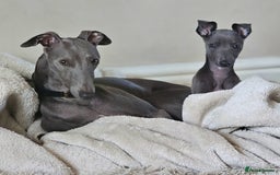 Whippet dogs for stud: Proven KC registered Laguna Whippet for stud - Image 2