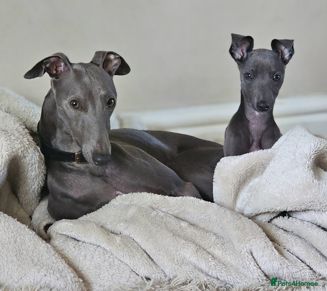 Whippet dogs for stud: Proven KC registered Laguna Whippet for stud - Image 2