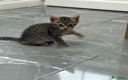 Turkish Angora cats for sale: Playful Kittens - Each ready for a loving home - Image 17