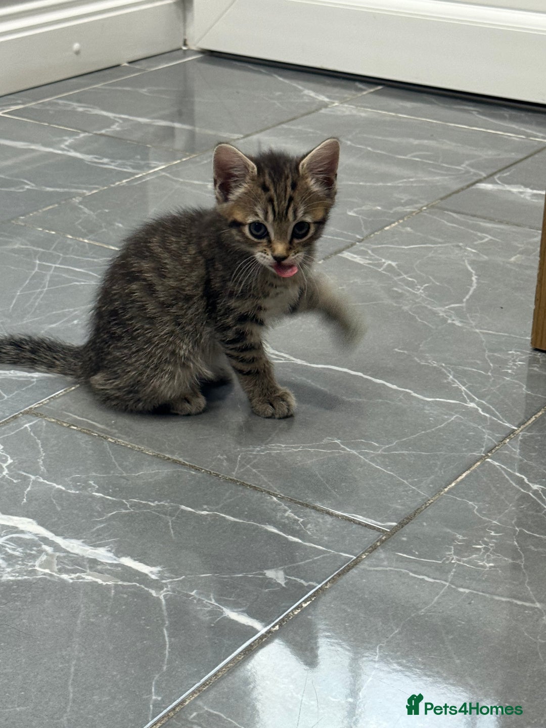 Turkish Angora cats for sale: Playful Kittens - Each ready for a loving home - Image 17