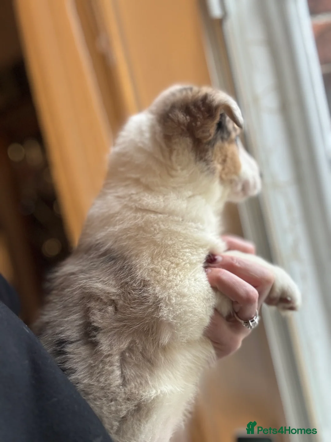 Border Collie dogs for sale: Pure Bred Border Collie Puppies For Sale - Advert 12