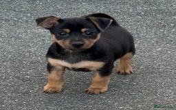 Jack Russell dogs for sale: 2 Jack Russell dog pups  - Image 4