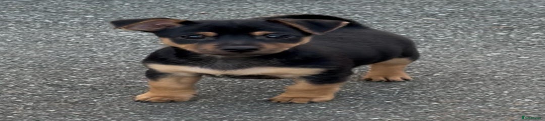 Jack Russell Puppy Black and Tan 1