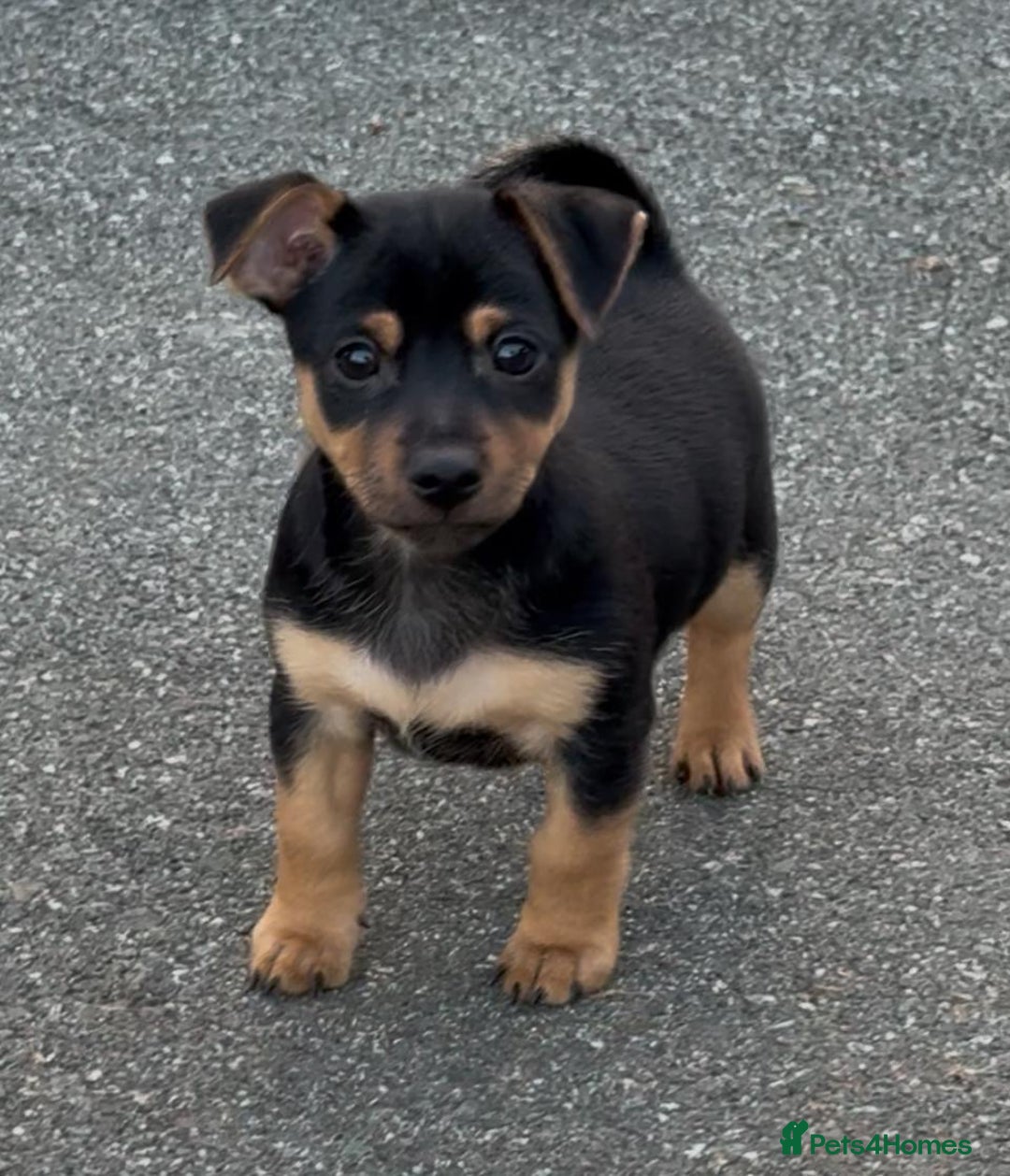 Jack Russell dogs for sale: 2 Jack Russell dog pups  - Image 4