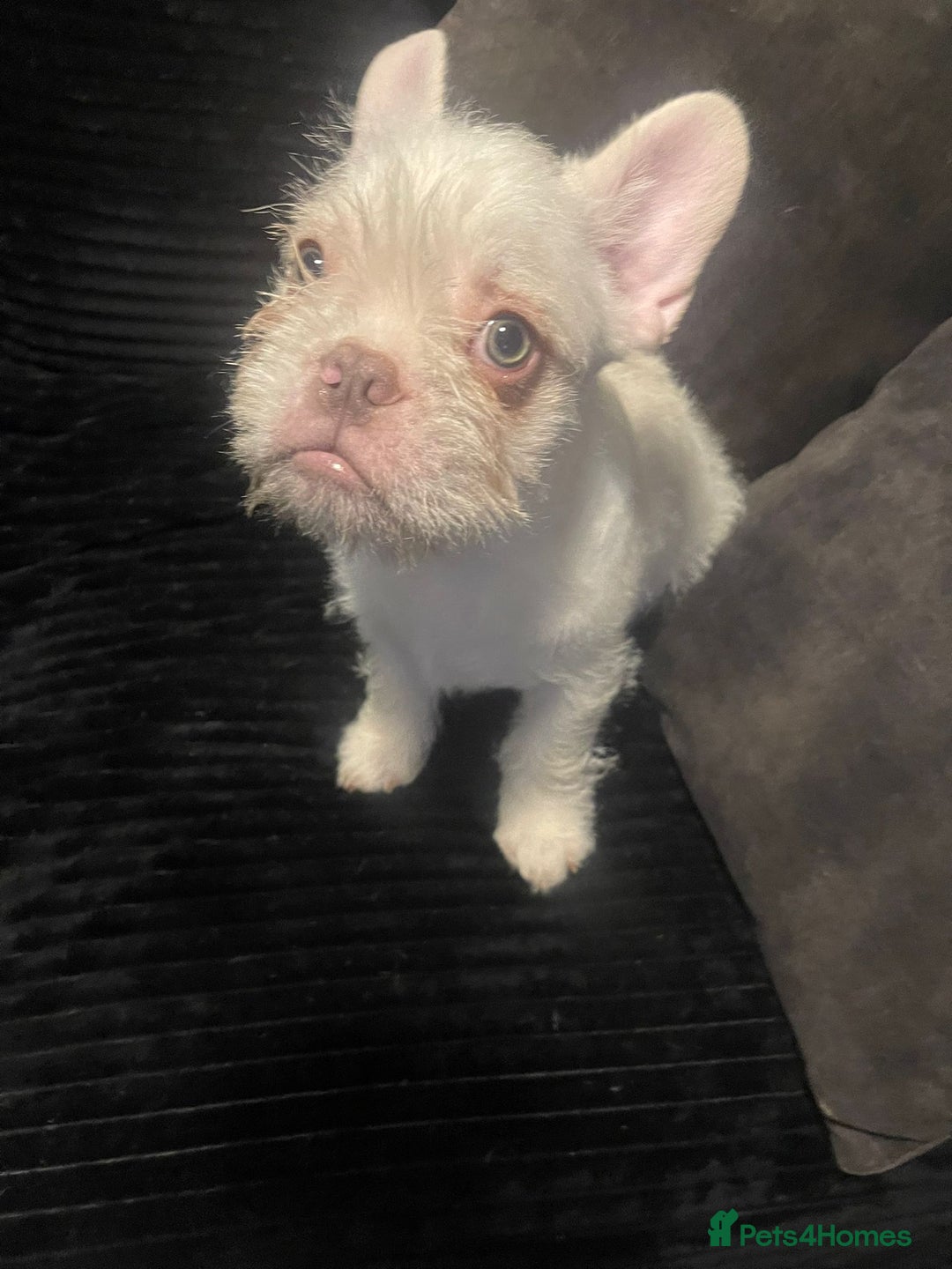 French Bulldog dogs for sale: Big Perm, fluffy and furnished frenchies  - Advert 6
