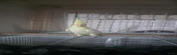 Cockatiels birds for sale: Lovely handtamed cockatiel.  in Oldham - Advert 3