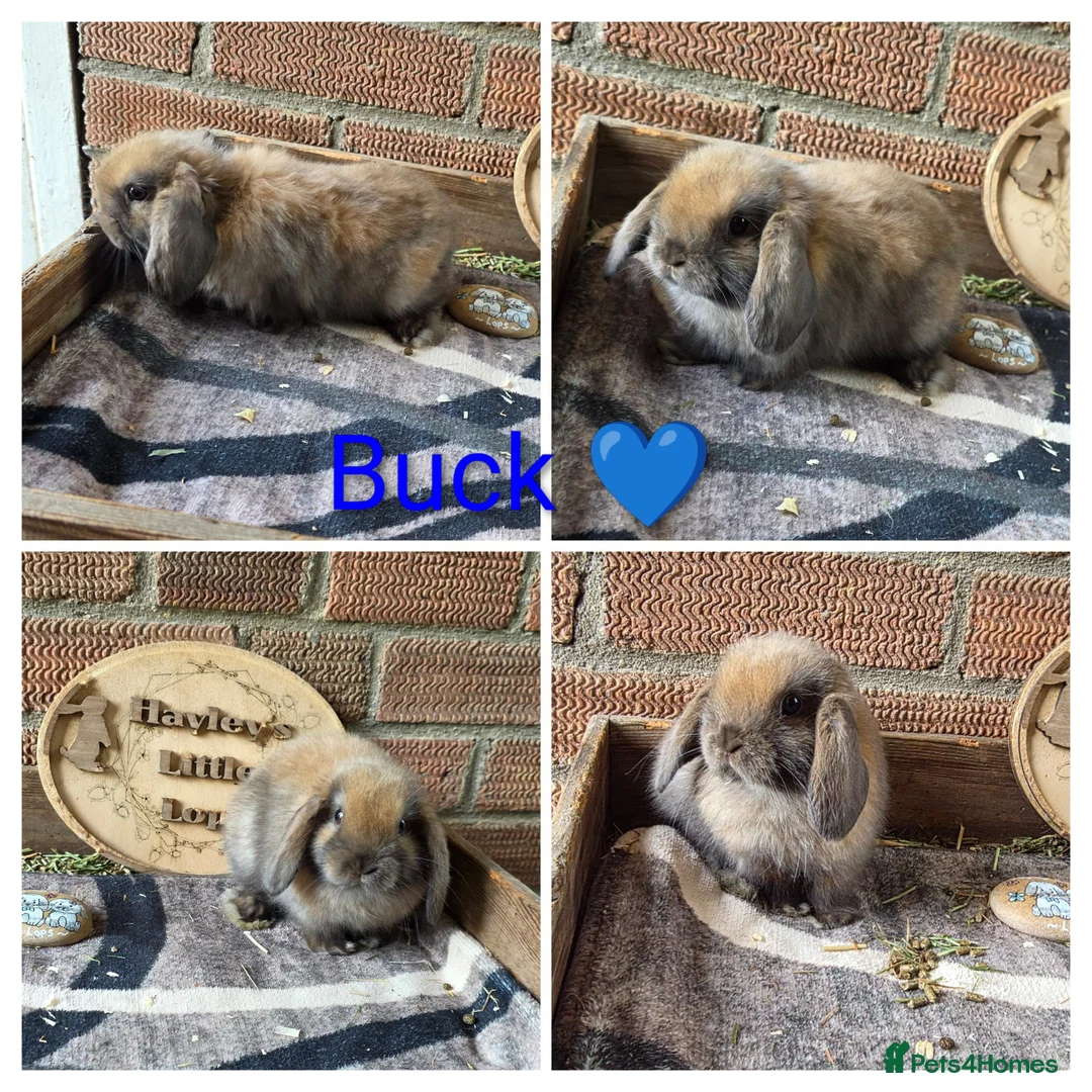 Mini Lop rabbits for sale: READY NOW Gorgeous Pure Breed Mini Lops  - Advert 3