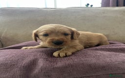 Labradoodle dogs for sale: Irresistible Labradoodle puppies  - Image 3