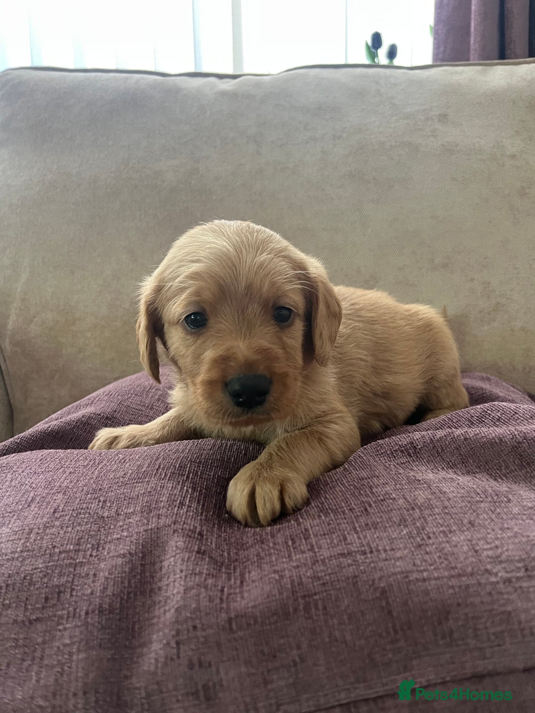 Labradoodle dogs for sale: Irresistible Labradoodle puppies  - Image 3