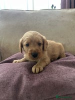 Labradoodle dogs - Advert 11