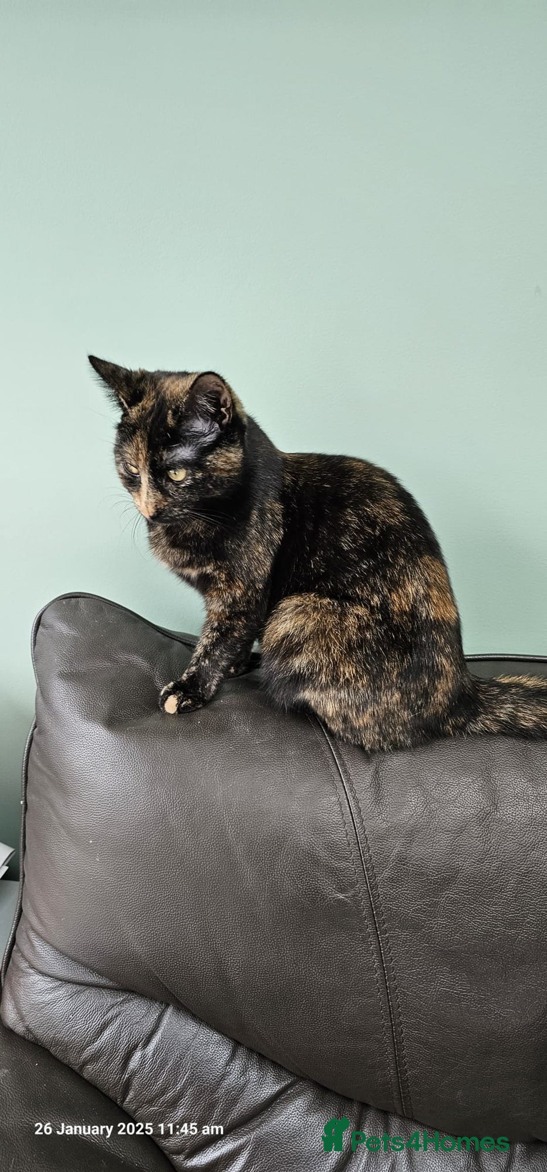 British Shorthair cats for sale: Gin & Tonic  - Image 13