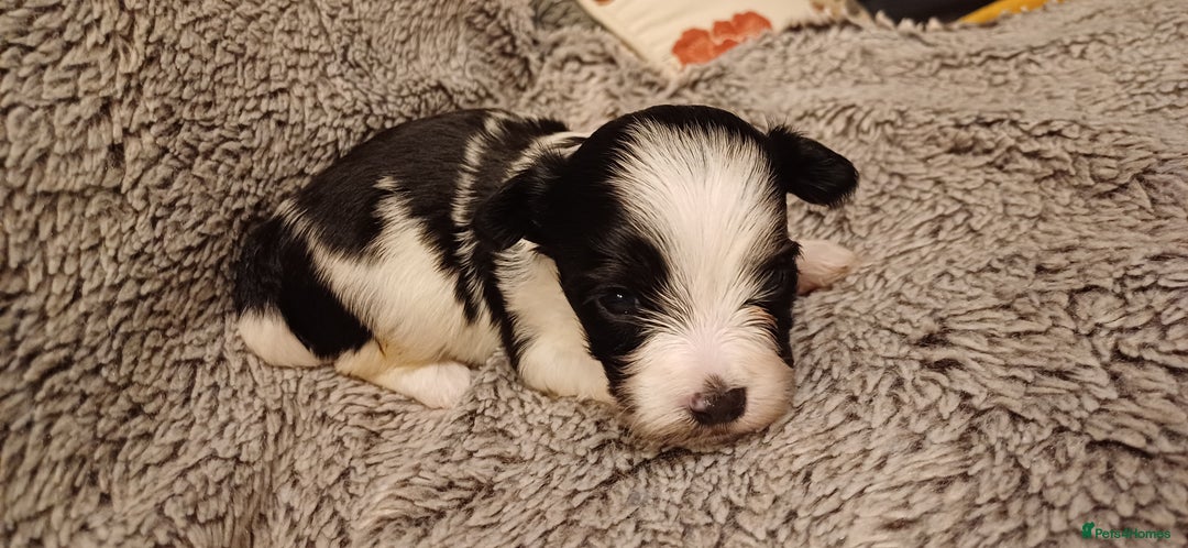 Mixed Breed dogs for sale: Yorkshire Biewer puppies 2 girls available  - Advert 25
