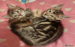 Mixed Breed cats for sale: Lovely Kittens 😻 - Image 7