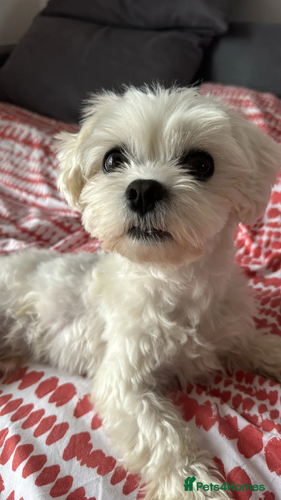 Maltese dogs for stud: beautiful tiny  Maltese boy for stud in Northampton - Advert 11